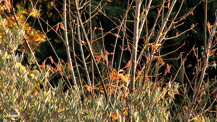 A still #7 from Four Seasons: Adorable Autumn (2010)