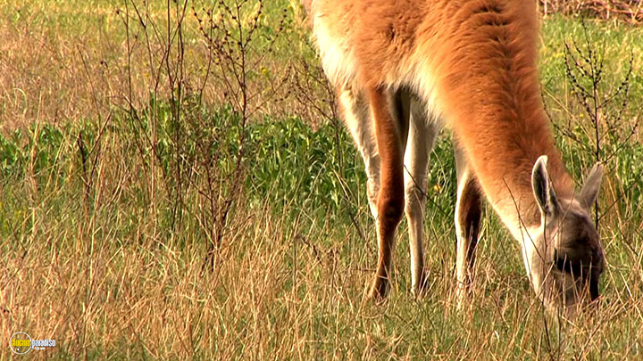A still #6 from Four Seasons: Adorable Autumn (2010)