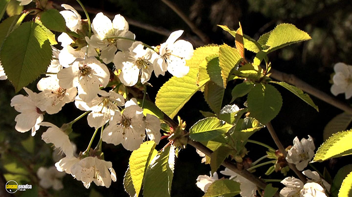 A still #1 from Splendid Spring (2010)