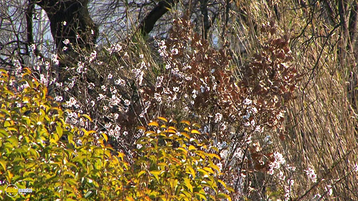 A still #12 from Splendid Spring (2010)