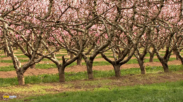 A still #11 from Splendid Spring (2010)