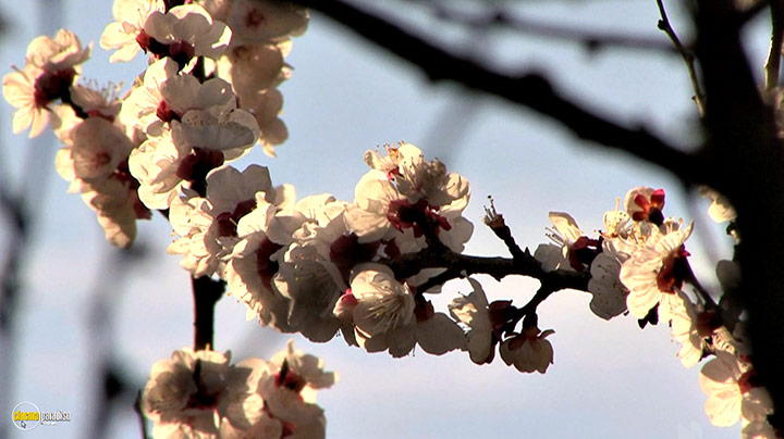 A still #10 from Splendid Spring (2010)
