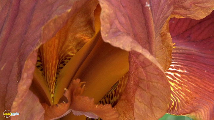 A still #9 from Splendid Spring (2010)