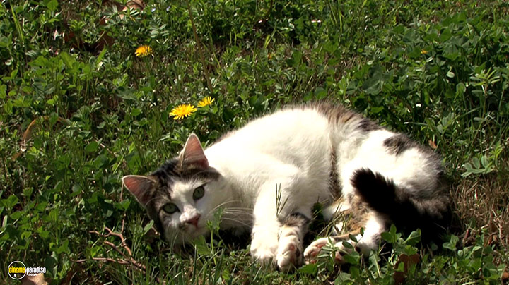 A still #8 from Splendid Spring (2010)