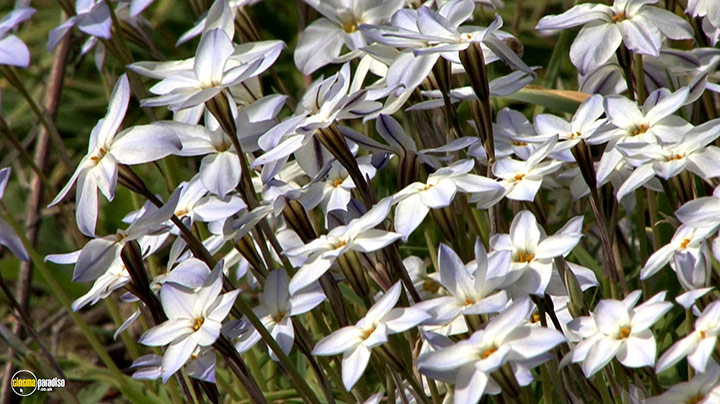 A still #7 from Splendid Spring (2010)