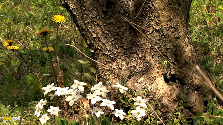 A still #6 from Splendid Spring (2010)