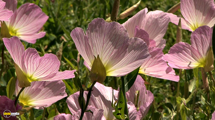 A still #5 from Splendid Spring (2010)
