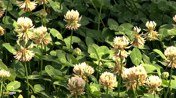 A still #4 from Splendid Spring (2010)