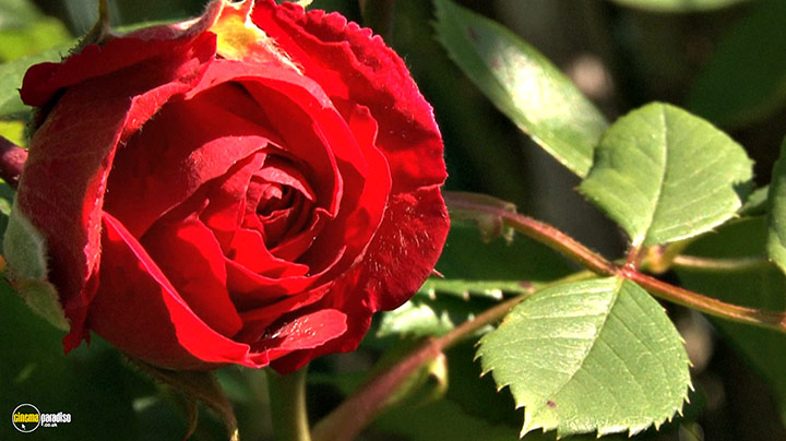 A still #3 from Splendid Spring (2010)