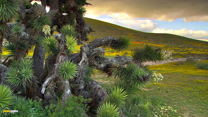 A still #21 from HD Window: The Great Southwest (2005)