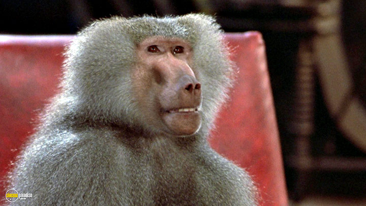 A still #22 from The Fly (1986)