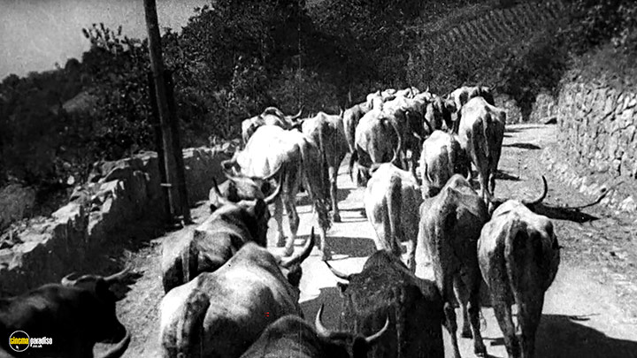 A still #28 from Man with a Movie Camera (1929)