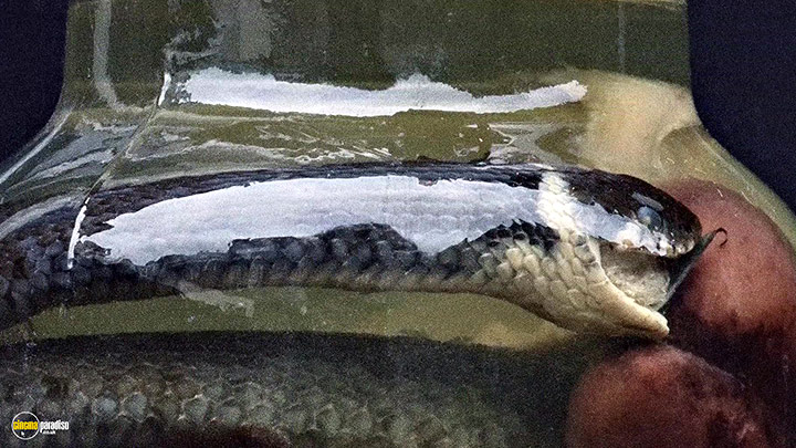 A still #18 from An Art That Nature Makes (2015)