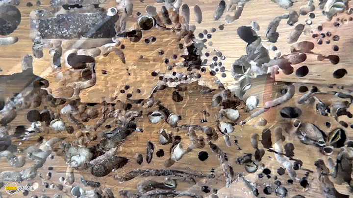 A still #17 from An Art That Nature Makes (2015)