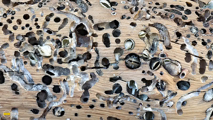 A still #5 from An Art That Nature Makes (2015)