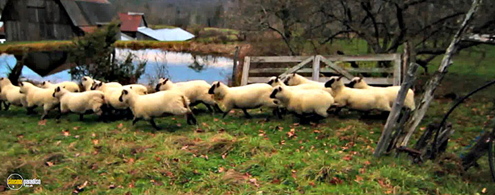A still #24 from Peter and the Farm (2016)