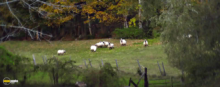 A still #13 from Peter and the Farm (2016)