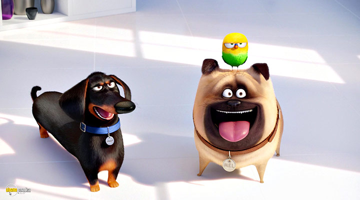A still #37 from The Secret Life of Pets (2016)