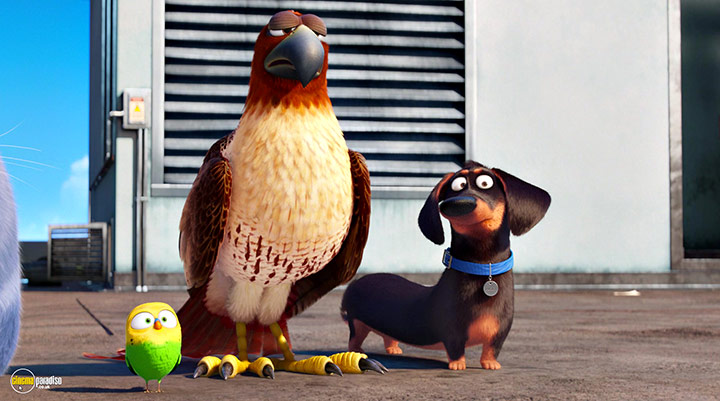 A still #29 from The Secret Life of Pets (2016)