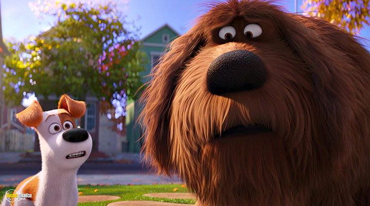 A still #25 from The Secret Life of Pets (2016)