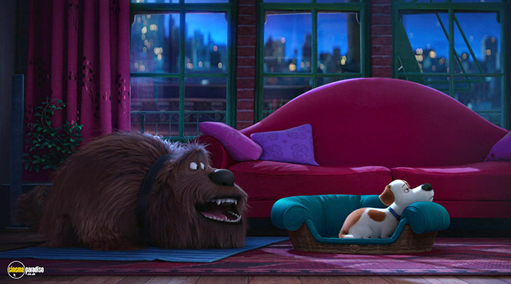 A still #13 from The Secret Life of Pets (2016)