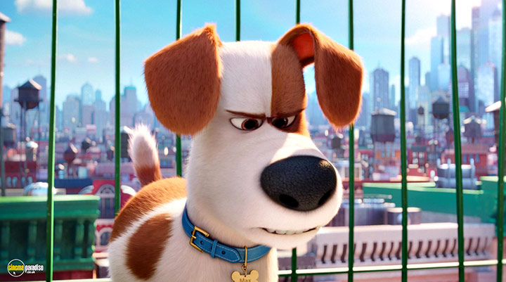 A still #10 from The Secret Life of Pets (2016)