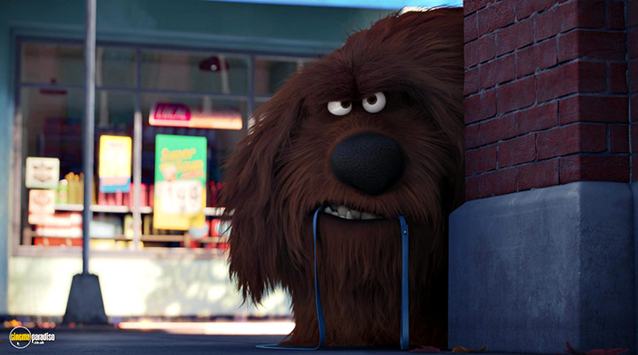 A still #5 from The Secret Life of Pets (2016)
